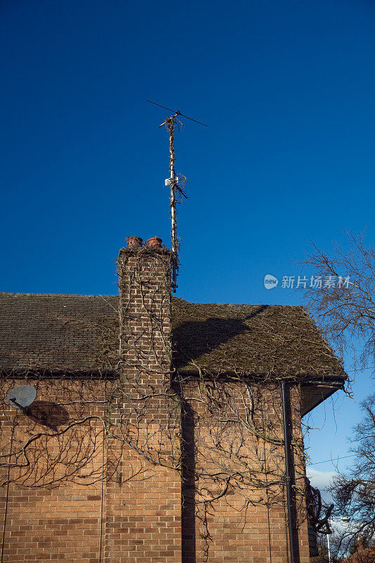 Ivy on Suburban House with Clear Blue Sky-Click获取更多信息